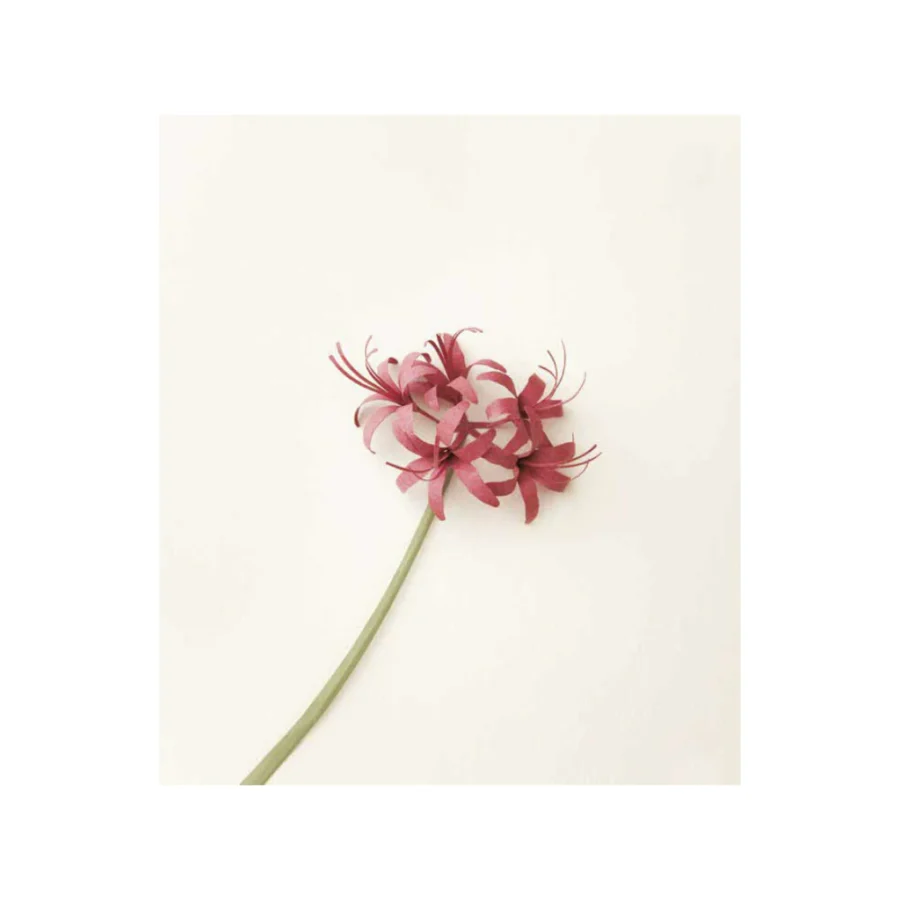 Gli Ombrelli Di Carta Colorati Hanno Utilizzato in Cina Antica Fotografia Stock - Immagine di